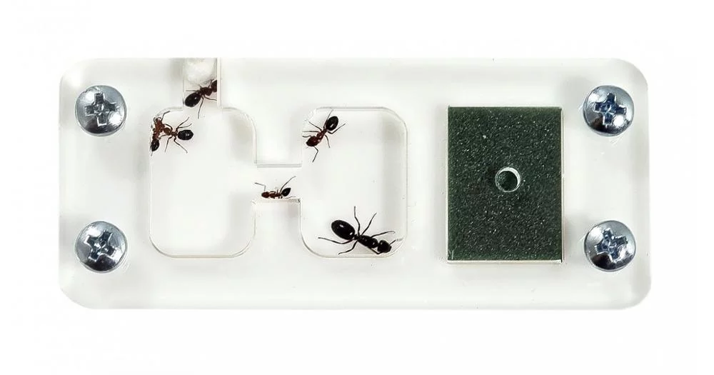 Mini Hormiguero Reina – 9x6x1,3 cm (Reina incluida) - Imagen 3
